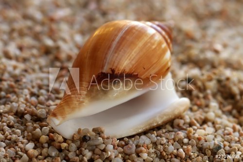 Seashell on the beach - 900629278