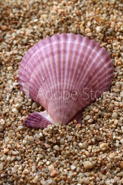 Seashell on the beach - 900629282