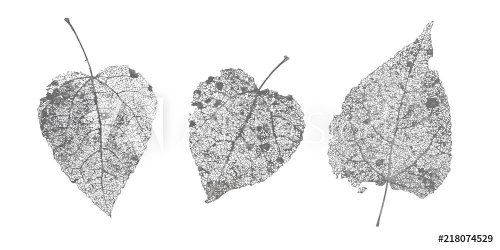 Set of black gray skeletons leaves on white background. Fallen foliage for au... - 901151728