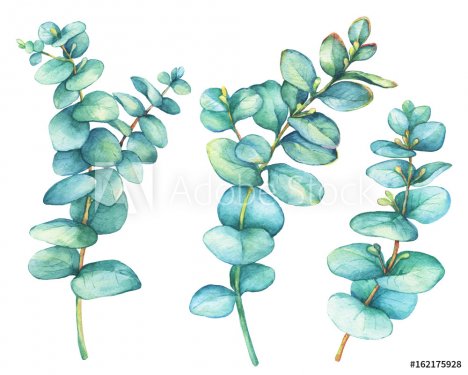 Set of  silver-dollar eucalyptus (Eucalyptus cordata), plant also known as Silver Dollar Gum. Watercolor hand drawn painting illustration, isolated on white background.