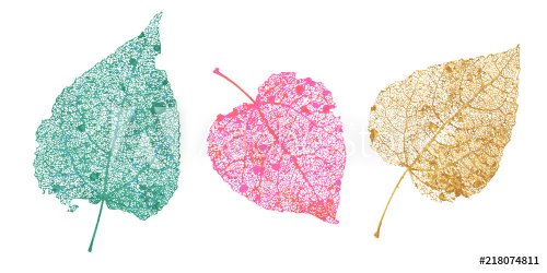 Set of skeletons leaves. Fallen foliage for autumn designs. Natural leaf of a... - 901151725