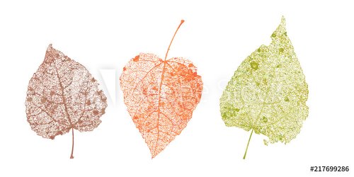 Set of skeletons leaves. Fallen foliage for autumn designs. Natural leaf of a... - 901151726