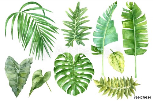 Set of tropical watercolor leaves - 901154194