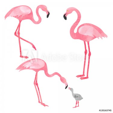 Set of watercolor flamingos isolated on white. Vector illustration of flaming... - 901151555