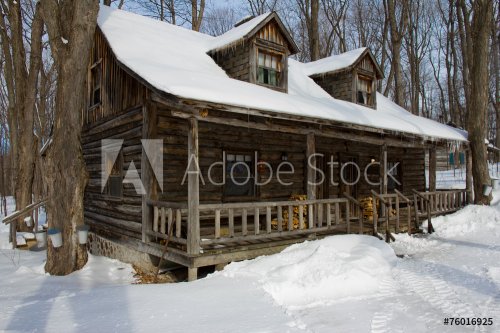 Shack in forest. - 901145675