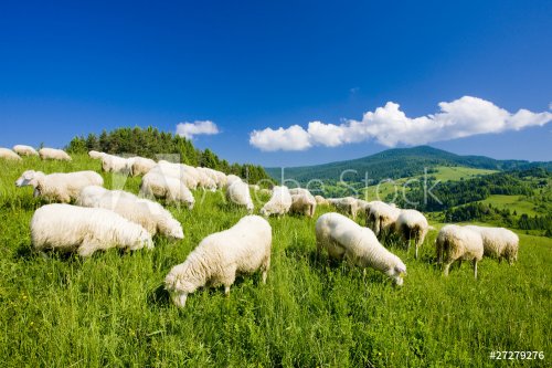 sheep herd, Mala Fatra, Slovakia - 900098054