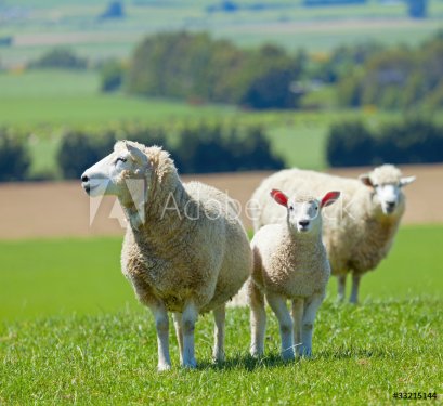 Sheep on the farm - 900347198