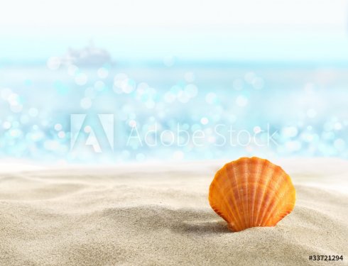 Shell on a sandy beach