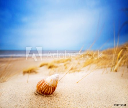 Shell on sand on summer beach - 901139428
