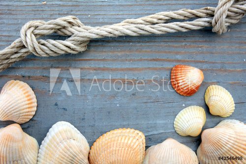 Shells and marine rope on a wooden board - 900452971