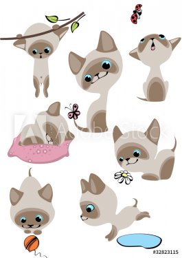 Siamese kittens. Similar in a portfolio