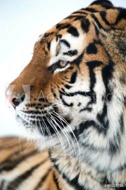 Siberian Tiger Close Up - 901139360