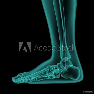 side x-ray view of human foot and ankle - 901145873