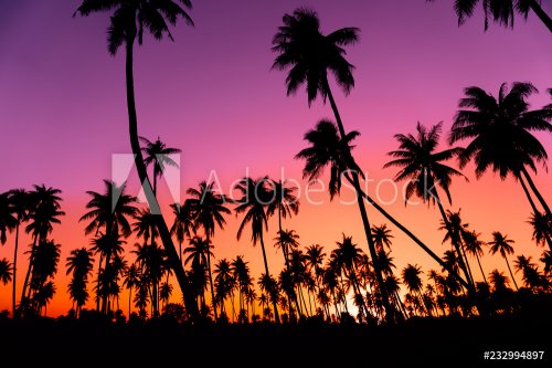 Silhouette coconut palm trees with sunset and flare sky background. - 901152307