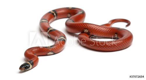 Sinaloan milk snake, Lampropeltis triangulum sinaloae - 900389899