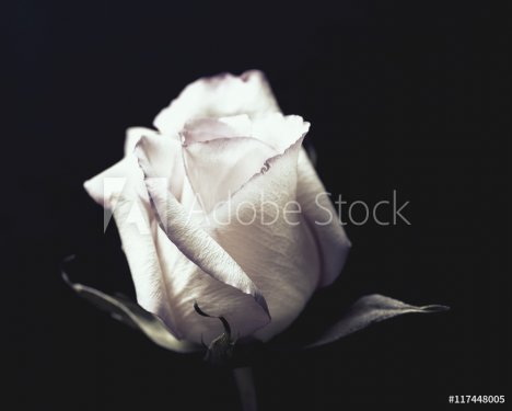 Single White Rose - 901148988