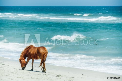 Single wild pony on the beach