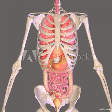 skeleton body parts