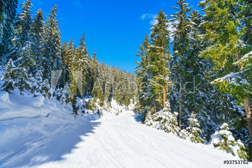Ski slope through a forest. - 901145540