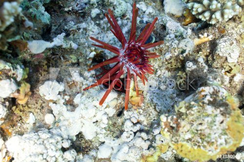 slate sea urchin - 900439892