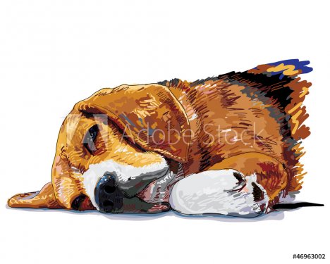 Sleeping Beagle - 900954616
