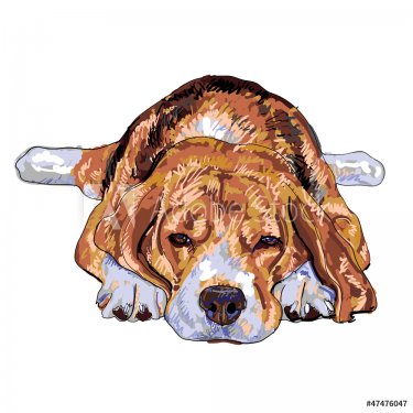 Sleeping cute beagle - 900954612