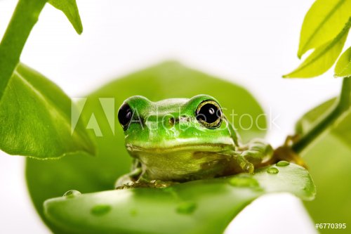 Small green tree frog sitting on the leaves - 901139288