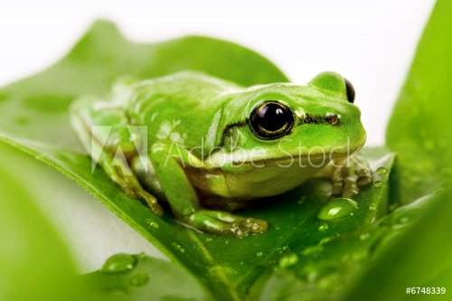 Small green tree frog sitting on the leaves - 901139290