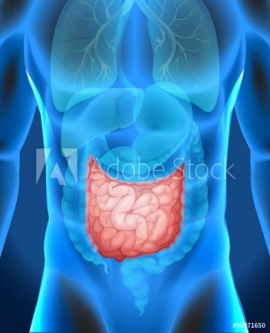 Small intestine in human body - 901145729