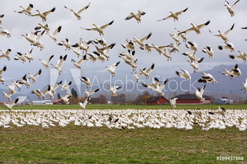 Snow geese taking flight