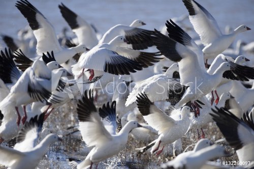 Snow Geese Taking Off in Flight - 901150286
