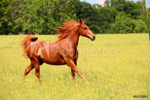 Sorrel Horse Running in Summer Pastures