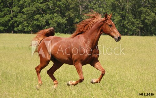 Sorrel Horse Running in Summer Pastures - 901144308