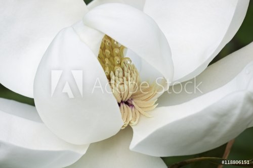 Southern magnolia (Magnolia grandiflora). Called  Evegreen Magnolia, Bull Bay... - 901148548