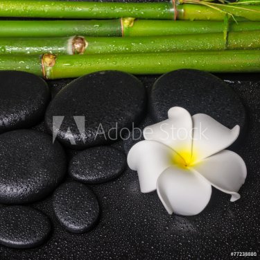 spa concept of zen basalt stones, white flower plumeria and natu