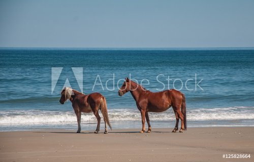 Spanish mustang horses on the Outer Banks of NC - 901154347
