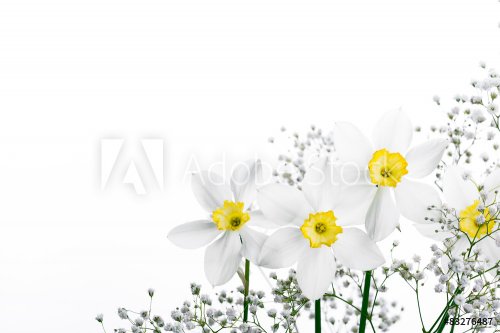 Spring floral border, beautiful fresh narcissus flowers - 901151633