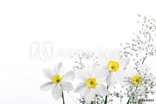 Spring floral border, beautiful fresh narcissus flowers - 901151635