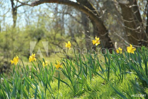 Spring hill with yellow daffodils - 900433118