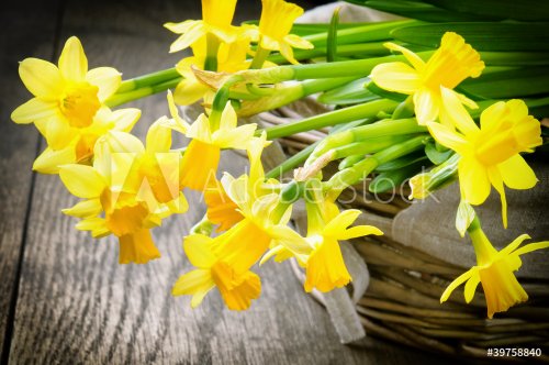 Spring narcissus in a rustic wicker basket