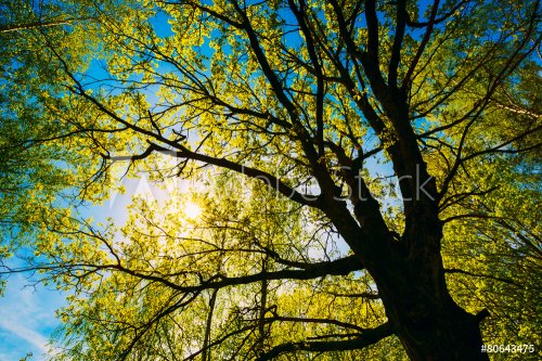 Spring Sun Shining Through Canopy Of Tall Oak Trees. Upper Branc