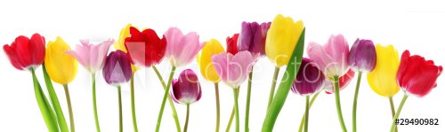 Spring tulip flowers in a row - 900061415