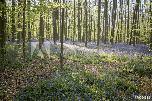 springtime bloom in the blue forest