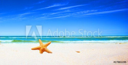Starfish on a beach - 901139425