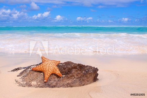 Starfish on a tropical beach.  - 901139243