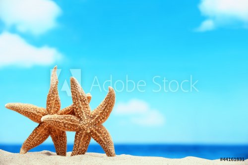 Starfish on the Beach - 900723804
