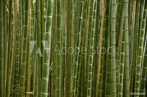 Stems of a bamboo forest - 900128225