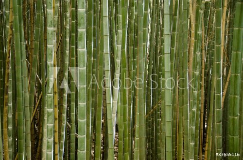 Stems of a bamboo forest