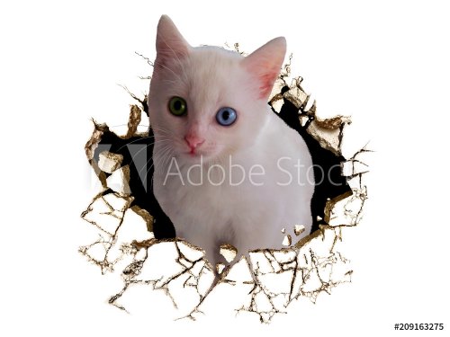 Sticker kitten peeking out of the wall . 3D rendering. - 901154297
