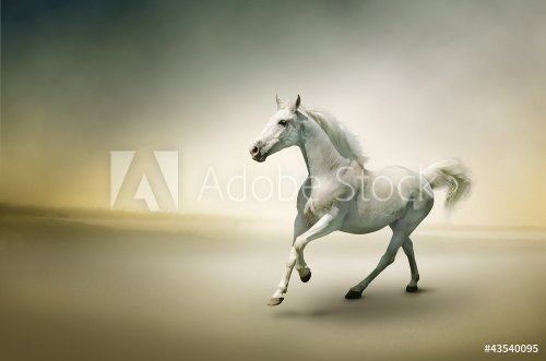 Stock Photo: White horse in motion